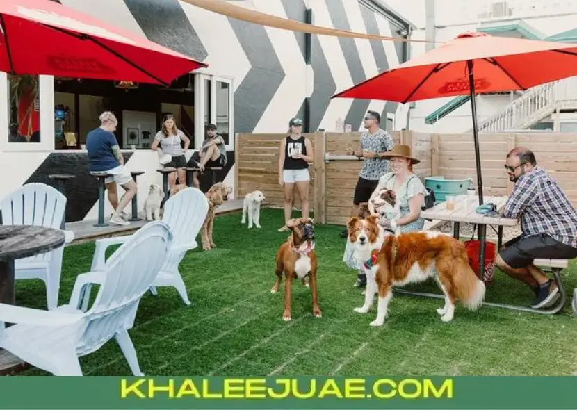 Top Pet Friendly Restaurants in Dubai